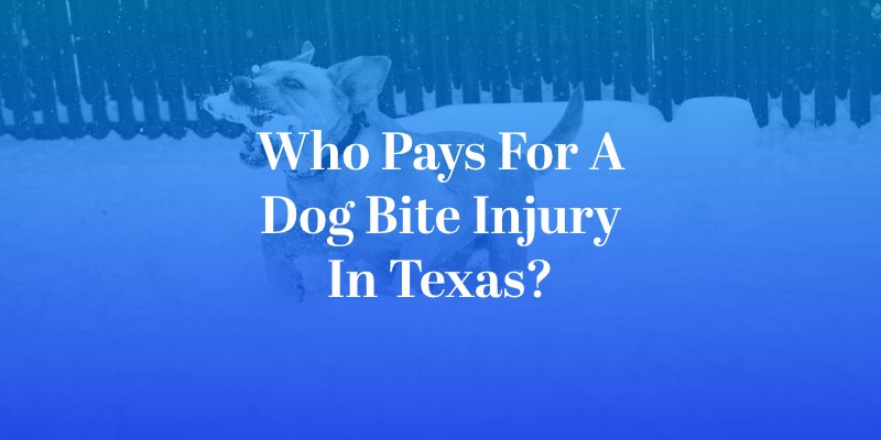 Who Pays for a Dog Bite Injury in Texas?